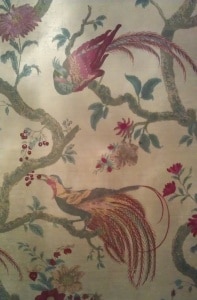 Bird of Paradise Wallpaper