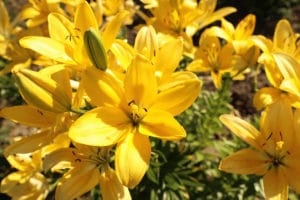 Beautiful yellow lilies in blooming at the Vaile Mansion